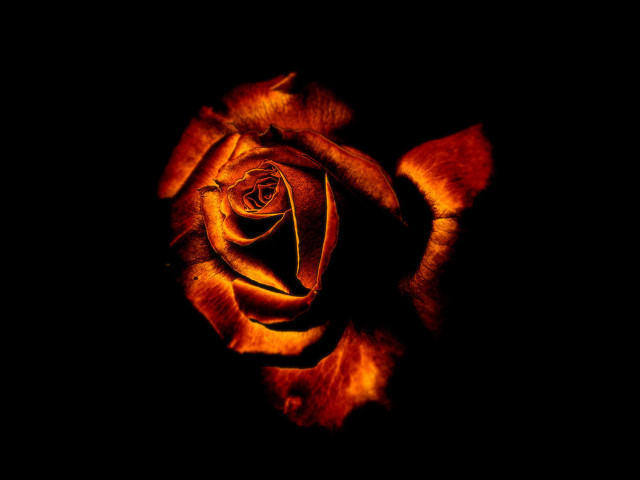 Close up rose black background free wallpaper for desktop - medium preview image