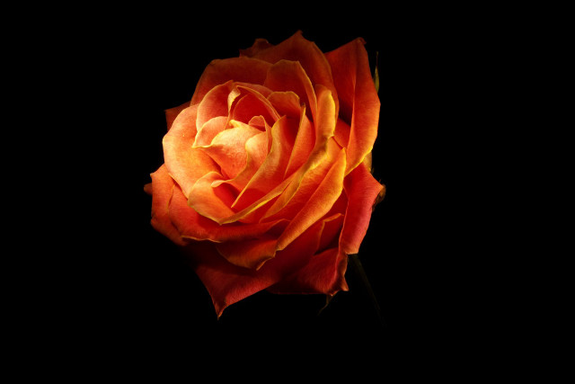 Orange rose dark background single free wallpaper for desktop - medium preview image