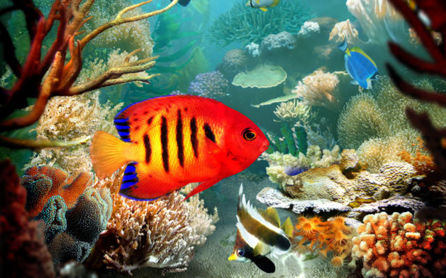 Fish swimming coral reef other free wallpaper for desktop - medium preview image