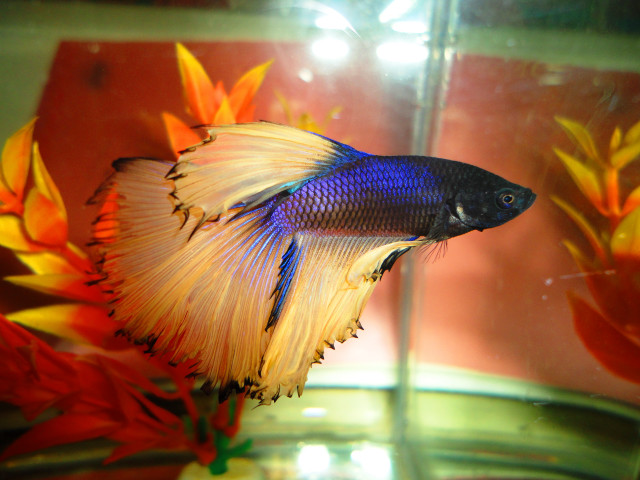 Fish bowl water flowers background free wallpaper for desktop - medium preview image