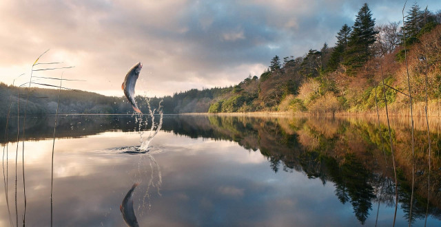 Bird flying lake forest clouds free wallpaper for desktop - medium preview image