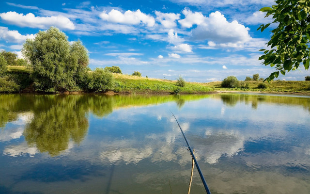 Fishing rod water tree grassy free wallpaper for desktop - medium preview image
