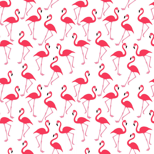 Flamingos flock standing white background free wallpaper for tablet - medium preview image