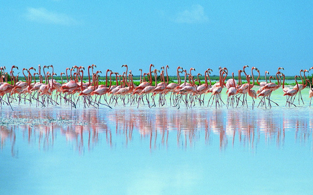 Flamingos lake water sky shore free wallpaper for desktop - medium preview image