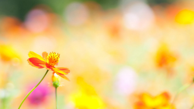 Field of flowers blurry background #2 free wallpaper for desktop - medium preview image