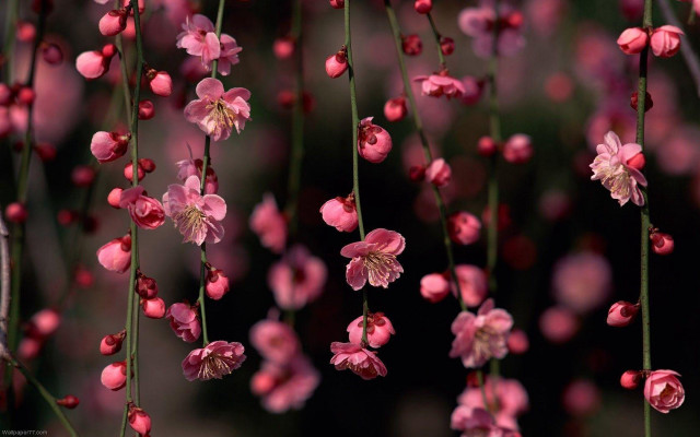 Pink flowers hanging tree branch #4 free wallpaper for desktop - medium preview image