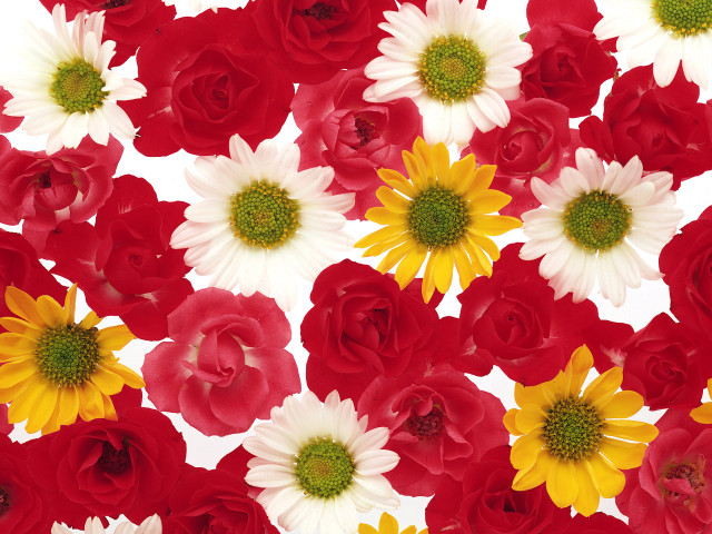 Flowers tablecloth red bunch vibrant free wallpaper for desktop - medium preview image