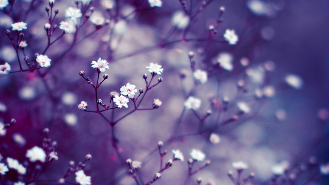 Cherry blossoms macro purple spring free wallpaper for desktop - medium preview image