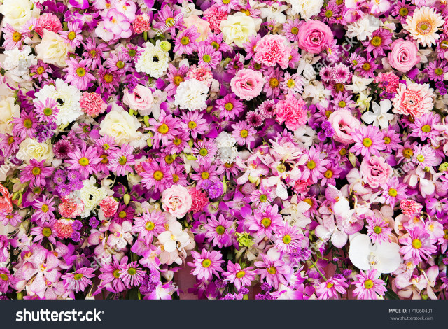 Pink white flowers pink centers free wallpaper for desktop - medium preview image