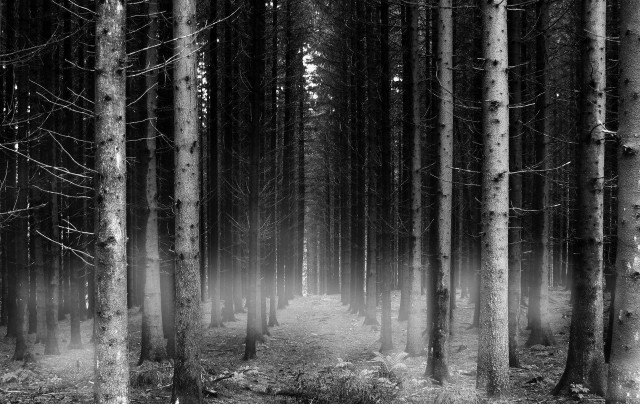 Black white forest fog trail #3 free wallpaper for desktop - medium preview image