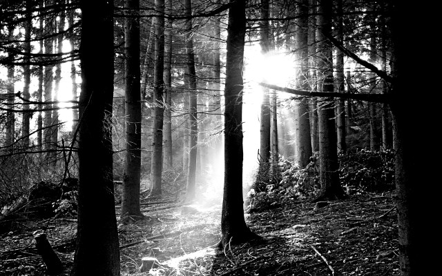 Black white forest sunbeams trees free wallpaper for desktop - medium preview image
