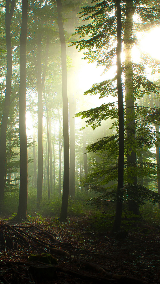 Forest bench trees foggy daylight free wallpaper for mobile - medium preview image