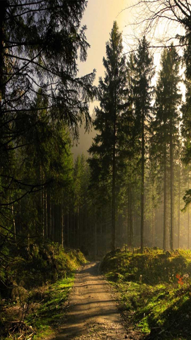 Dirt road forest trees sunbeam free wallpaper for mobile - medium preview image