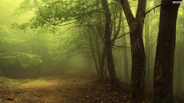 Dirt path forest trees fog free wallpaper for desktop - medium preview image