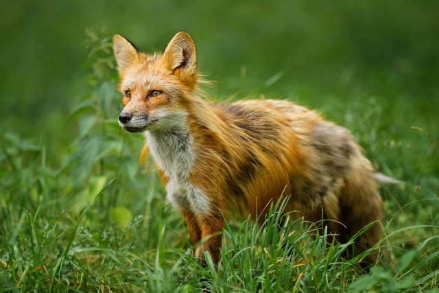 Red fox grassy field concerned free wallpaper for desktop - medium preview image