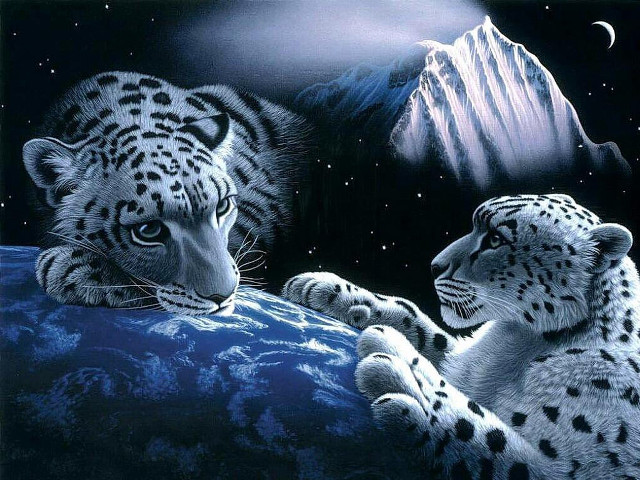 Snow leopards rock night sky free wallpaper for desktop - medium preview image