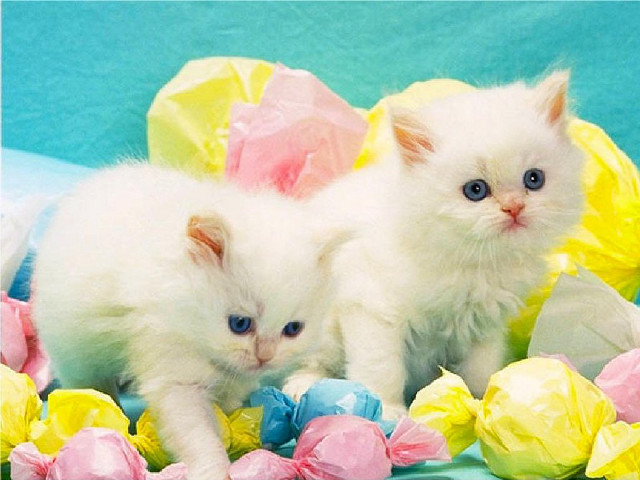 White kittens blue surface colorful free wallpaper for desktop - medium preview image