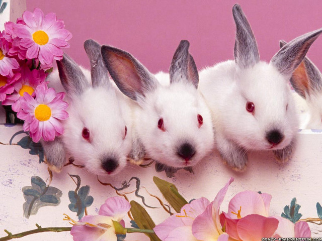 Three white rabbits heads turned free wallpaper for desktop - medium preview image