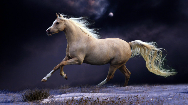 Horse running snow dark sky #2 free wallpaper for desktop - medium preview image