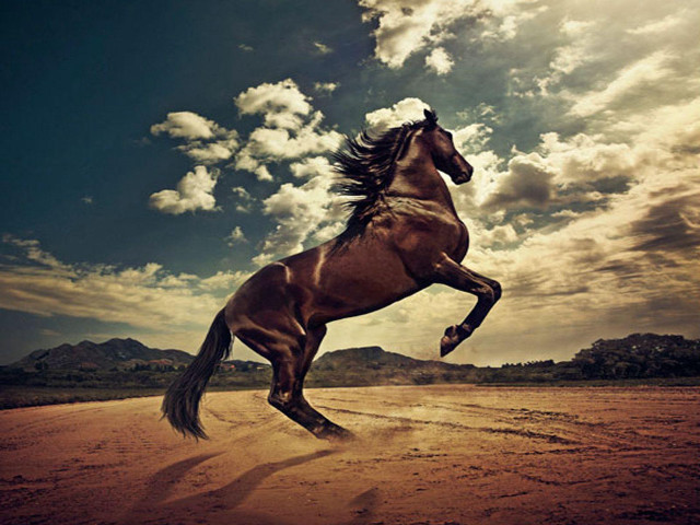 Horse running desert cloudy sky free wallpaper for desktop - medium preview image