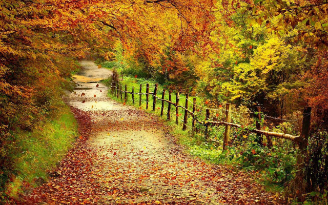 Autumn forest path fence leaves #2 free wallpaper for desktop - medium preview image