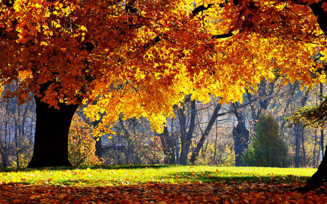 Park trees leaves bench middle free wallpaper for desktop - medium preview image