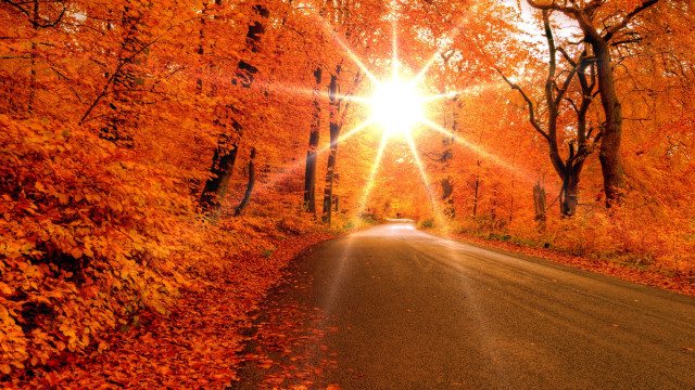Fall road sunshine trees leaves free wallpaper for desktop - medium preview image