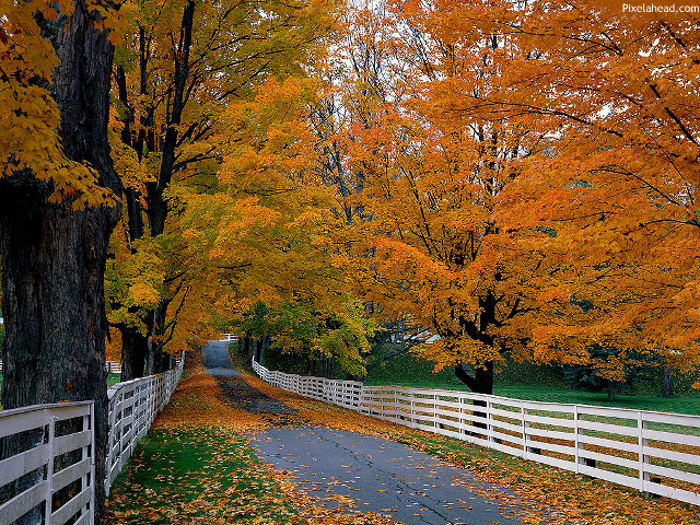 Road white fence orange leaves free wallpaper for desktop - medium preview image