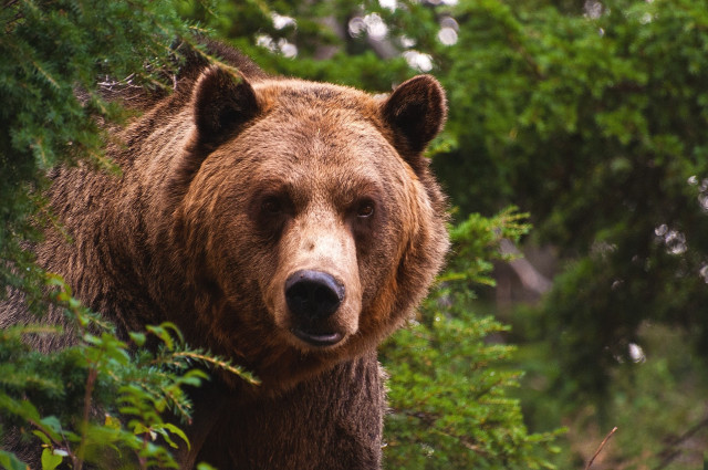 Brown bear woods sad look free wallpaper for desktop - medium preview image