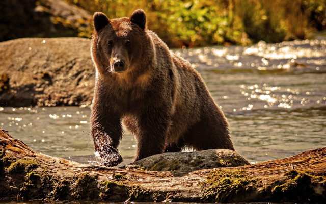 Brown bear standing log river #2 free wallpaper for desktop - medium preview image