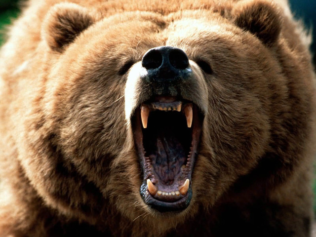 Brown bear mouth open showing free wallpaper for desktop - medium preview image