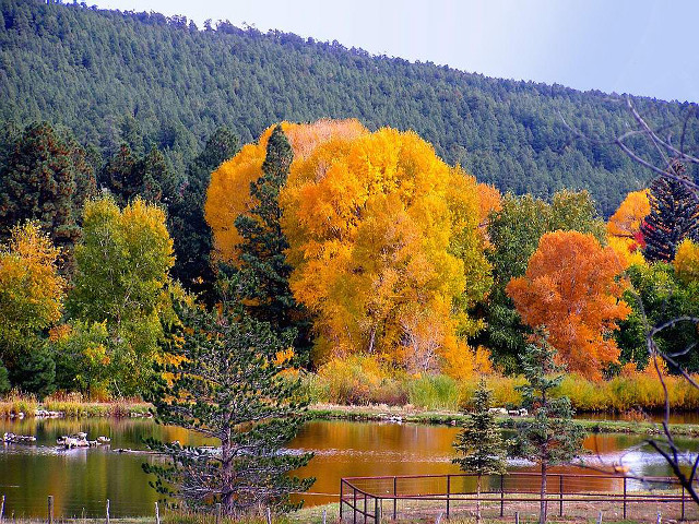 Pond trees yellow orange leaves free wallpaper for desktop - medium preview image