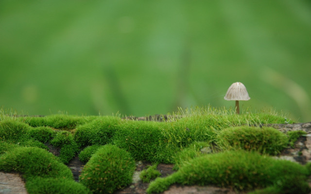 Mushroom moss green forest bush free wallpaper for desktop - medium preview image