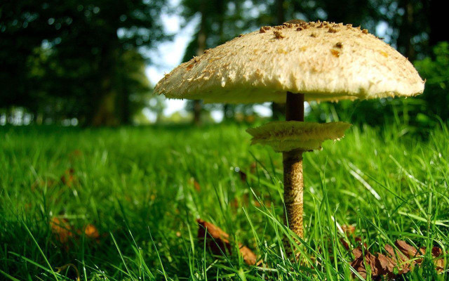 Mushroom lush green field trees free wallpaper for desktop - medium preview image