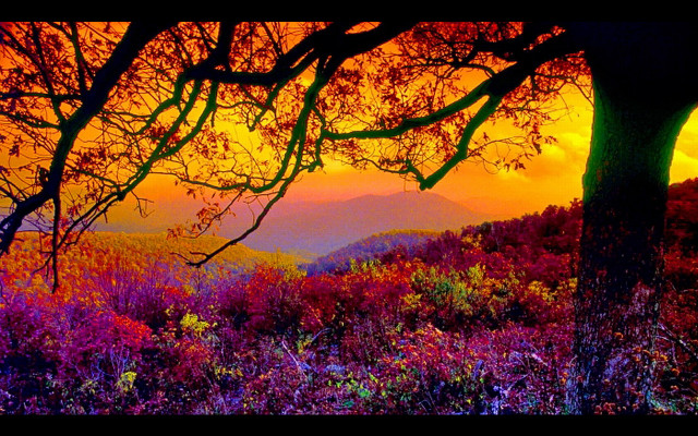 Sunset mountain range trees flowers free wallpaper for desktop - medium preview image