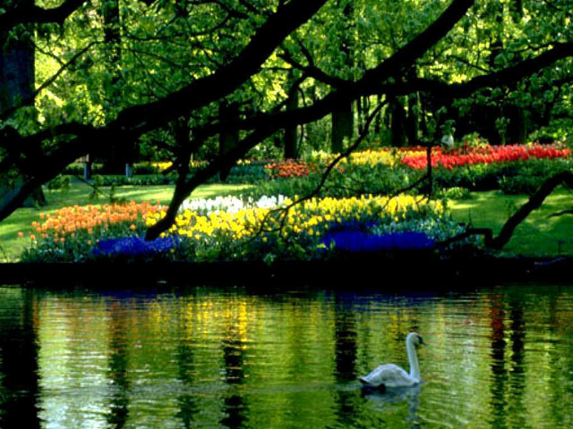 Swan swimming pond flowers trees #2 free wallpaper for desktop - medium preview image