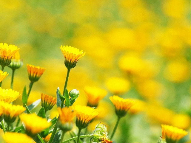 Yellow flowers green background bee free wallpaper for desktop - medium preview image