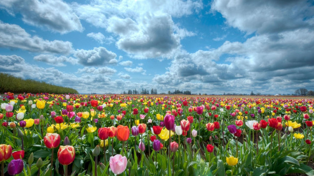 Flower field clouds sky bouquet free wallpaper for desktop - medium preview image