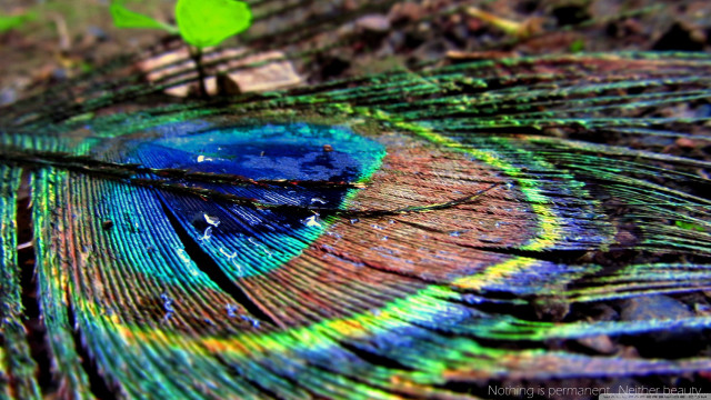 Peacock feather green leaf blue free wallpaper for desktop - medium preview image
