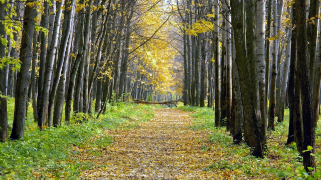 Forest path bench trees leaves #2 free wallpaper for desktop - medium preview image