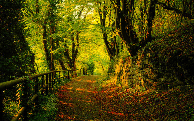 Autumn woods path trees leaves free wallpaper for desktop - medium preview image