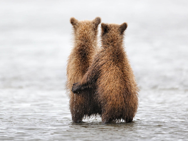 Bears standing water looking back free wallpaper for desktop - medium preview image