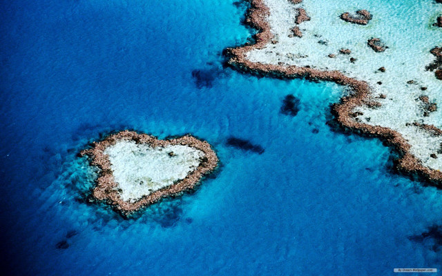 Heart shaped corals beach ocean free wallpaper for desktop - medium preview image