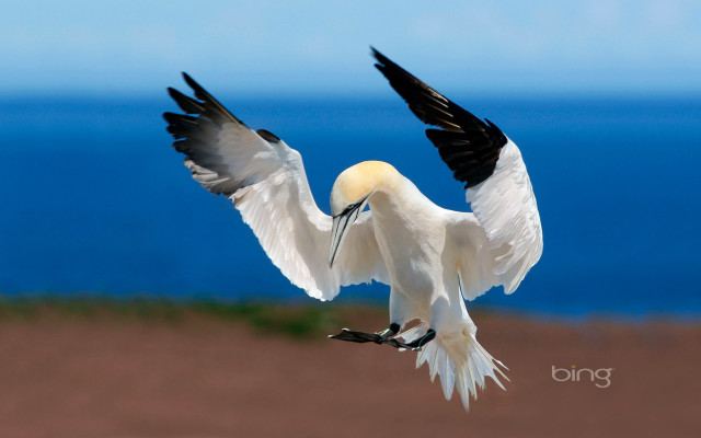 White bird flying over ocean free wallpaper for desktop - medium preview image