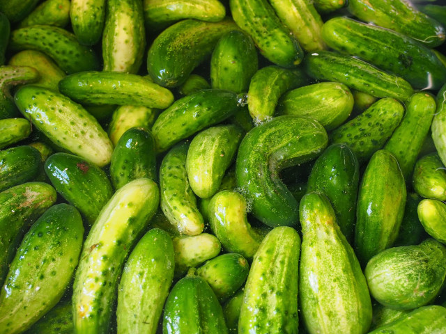 Cucumbers pile table top abundance free wallpaper for desktop - medium preview image
