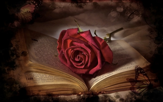 Rose book butterflies open butterfly free wallpaper for desktop - medium preview image