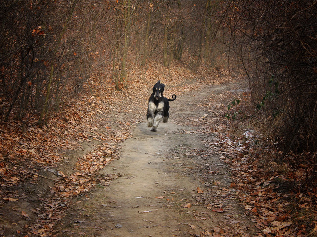 Dog running path woods leaves free wallpaper for desktop - medium preview image