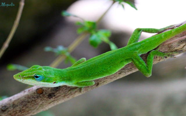 Green lizard sitting branch tree #2 free wallpaper for desktop - medium preview image