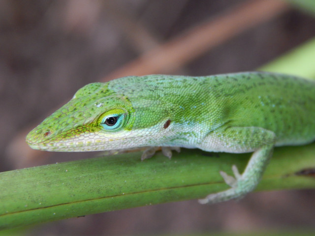 Green lizard plant stem blurry free wallpaper for desktop - medium preview image