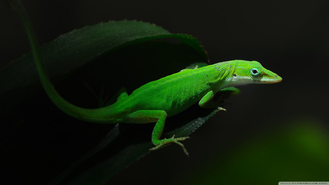 Green lizard blue eyes leaf free wallpaper for desktop - medium preview image